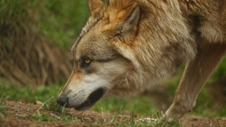 Le loup est dans la bergerie : qu’attend le berger pour le chasser ?