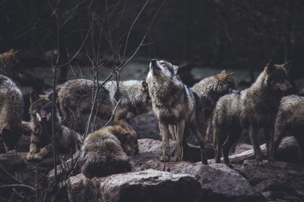 Le loup est (toujours) dans la bergerie : le berger préfère (toujours) regarder ailleurs